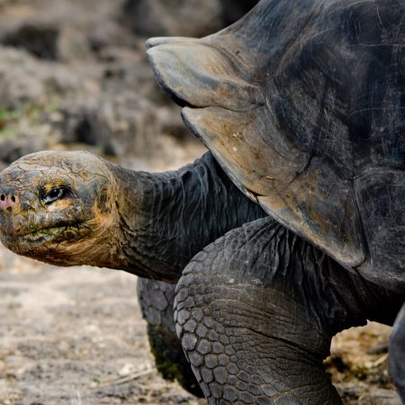 A giant tortoise at the Charles Darwin Research Center in the Galapagos.