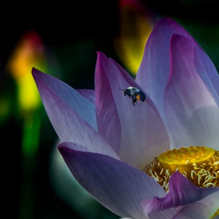 Lotus flower and bee at Kennelworth Park and Acquatic Gardens, Washington, D.C.