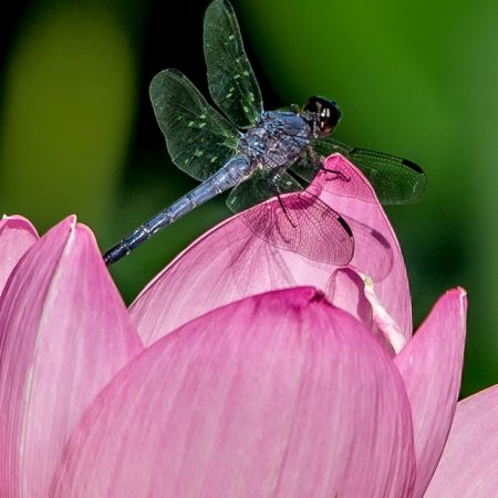 Dragonfly on lotus flower at Kennelworth Park and Aquatic Gardens, Washington, D.C.