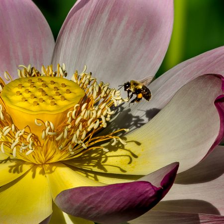 Lotus flower and bee at Kennelworth Park and Acquatic Gardens in Washingotn, D.C.