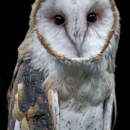 Barn Owl posing for photo.