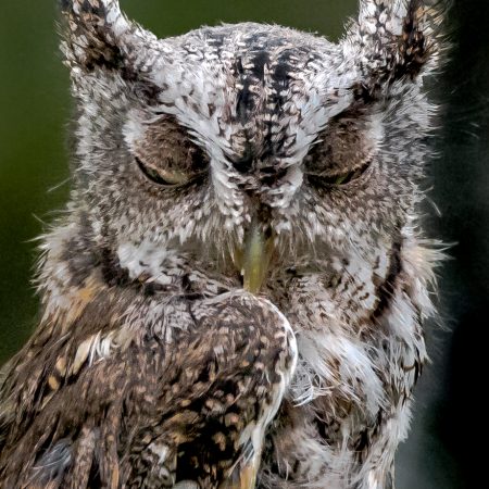 Coy Screech Owl.