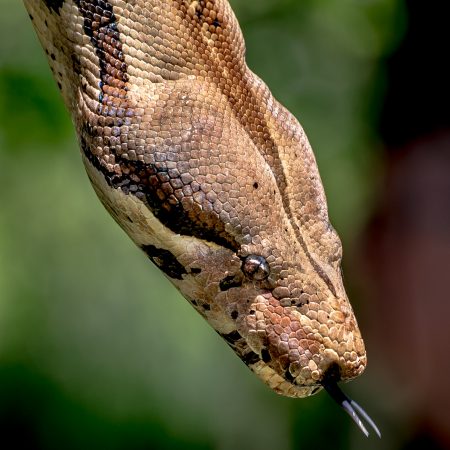 Closeup of snake.