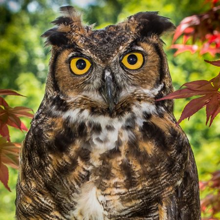 Great Horned Owl in Tree in Maryland.