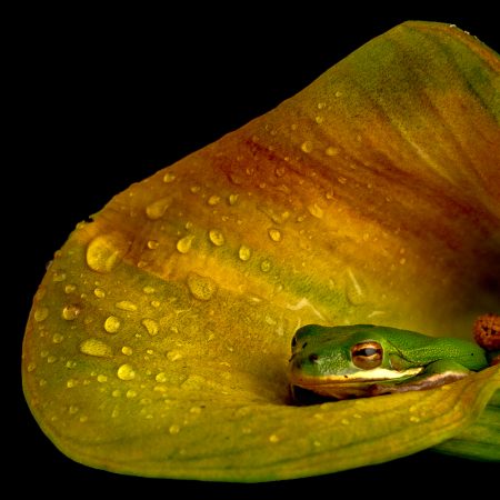 Green tree frog in yellow lily with water droplets.