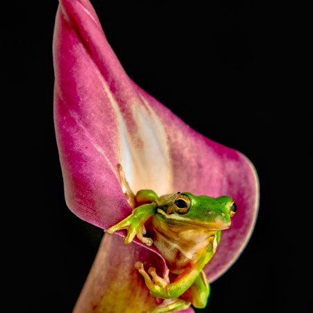 Green tree frog in pink lily.