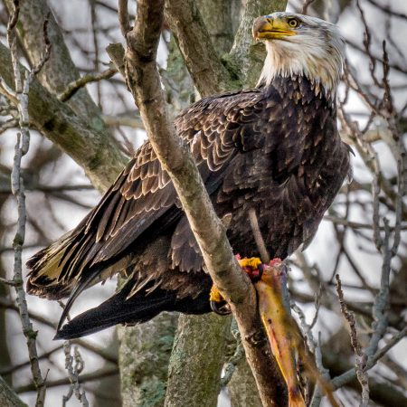 American Bald Eagle perched in tree with fish at Conowingo Dam, Darlington, Maryland.