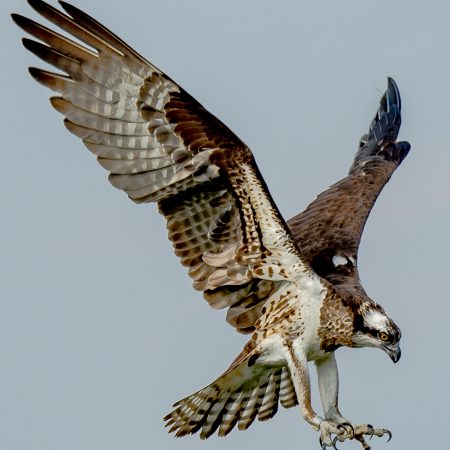 Osprey Hawk with extended talons at Patuxent River Park, Upper Marlboro, Maryland.