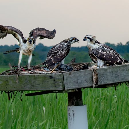 Osprey's on nest in Patuxent River Park, Upper Marlboro, Maryland.