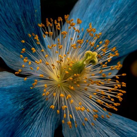 Closeup of Blue Poppy at Longwood Gardens, Delaware.