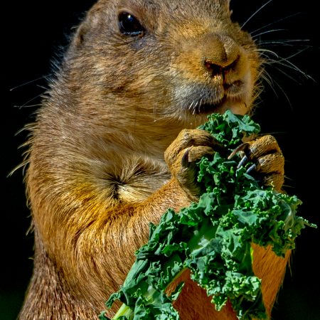 Prairie Dog eating kale at National Zoo in Washington, D.C.