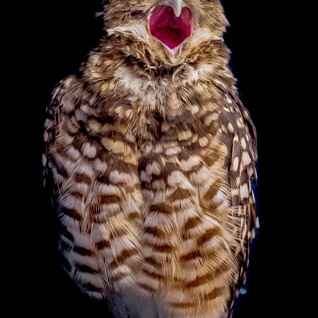 Yawning Owl at Washington D.C. National Zoo.