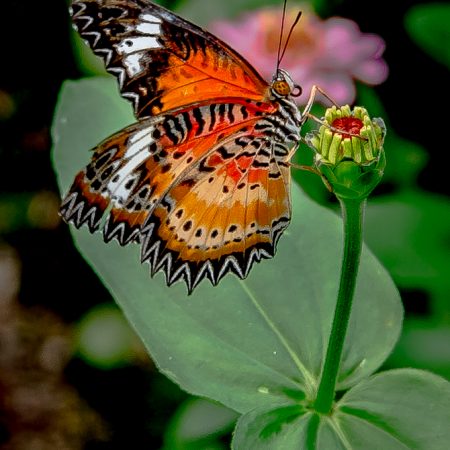 Leopard Lacewing butterfly on flower hailing from India, China and Indochina.