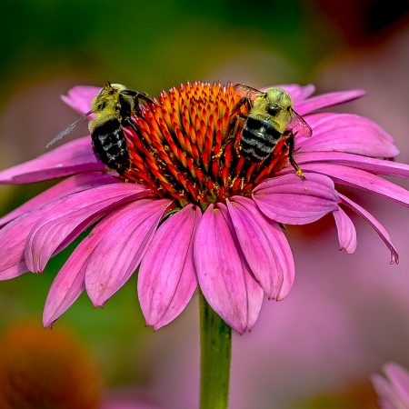 Bees on Echinacia Coneflower at Brookside Gardens, Wheaton, Maryland.