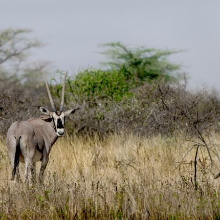 Long-horned Oryx in Kenyan field.