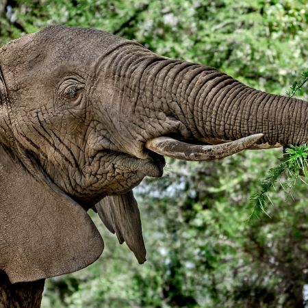 Maasai Mara elephant eating thorn tree foliage.