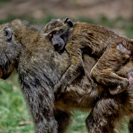 Kenyan baby baboon clutching mother's back while she carries food in her mouth.