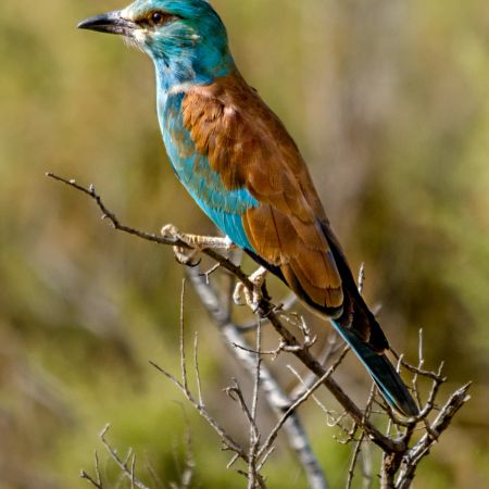 A lilac-breasted Roller in the Maasai National Refuge in Kenya.