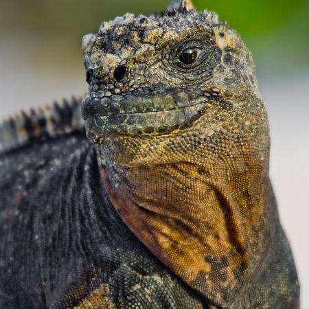 Closeup of indigenous Galapagos Island Marine Iguana.