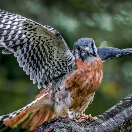 American Kestrel on branch with spread wings.