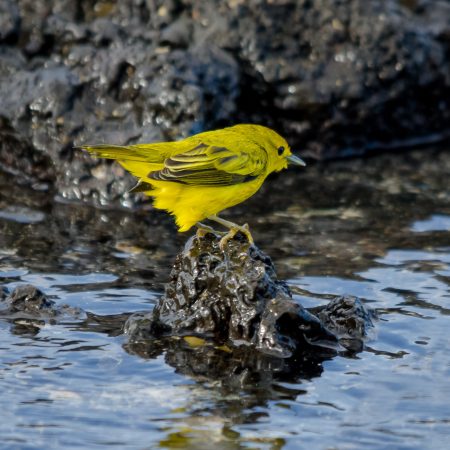 A Galapagos Yellow Warbler ready to take a bath in the Island's natural pool.