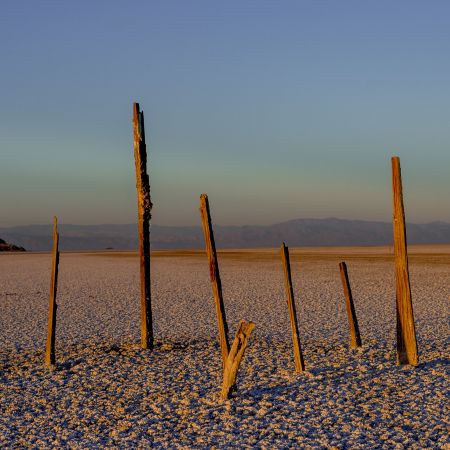 Tree trunk remnants in Salton Sea desert, California.