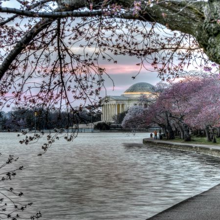 Spring cherry trees at sunrise and Jefferson Memorial on the Tidal Basin, Washington, D.C.