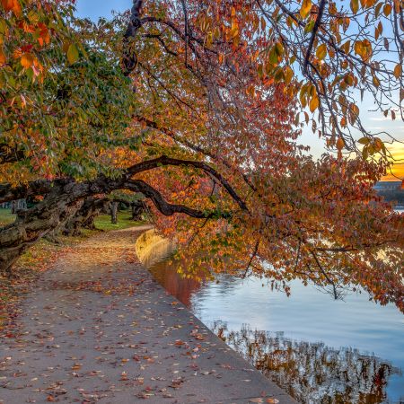 Fall cherry trees at sunrise on Tidal Basin, Washington D.C.