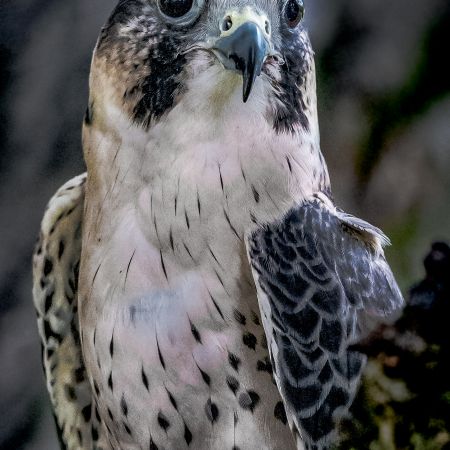 Peregrine Falcon perching on a branch.