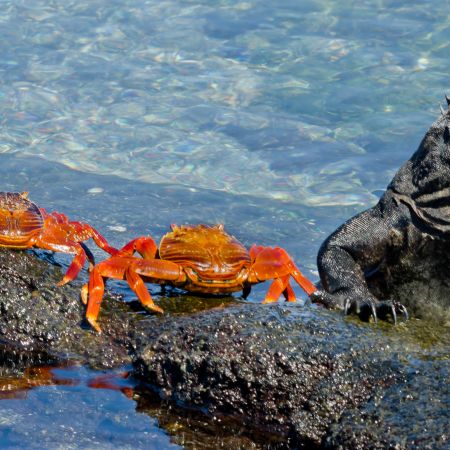 Sally Lightfoot Crabs and Marine Iguana sharing space on a rock on a Galapagos Island, Ecuador.