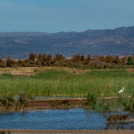 Landscape of marsh, white heron and mountains of Salton Sea, California.