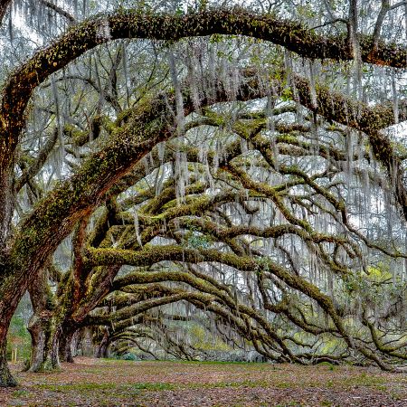 Early Spring arched Oak Trees in a row in Charleston, South Carolina.