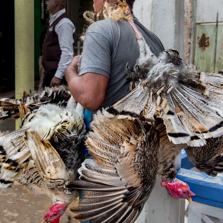 Man carrying turkeys over shoulder in Vinales, Cuba.