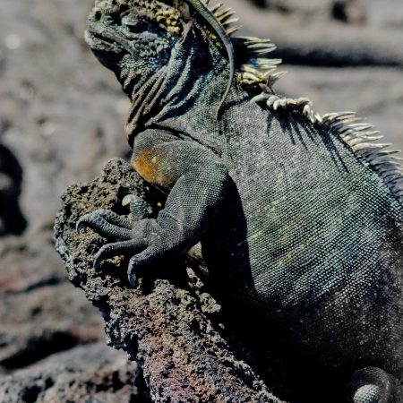 A Galapagos lizard enjoying a good view on top of a Marine Iguana.