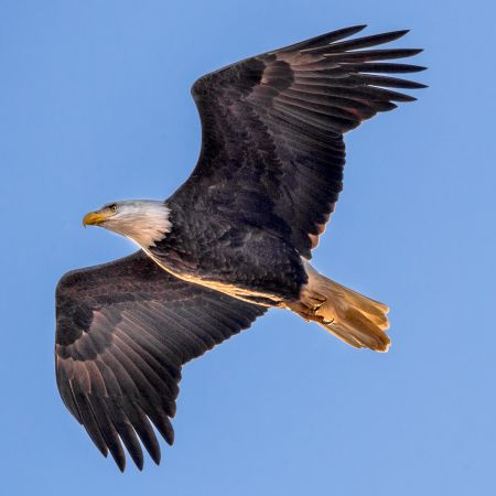 American Bald Eagle in flight with early morning sunlight at Conowingo Dam, Darlington, Maryland.