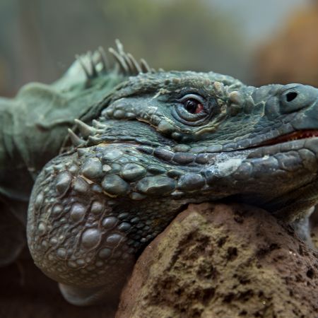 Washington D.C. National Zoo's Grand Cayman Iguana.