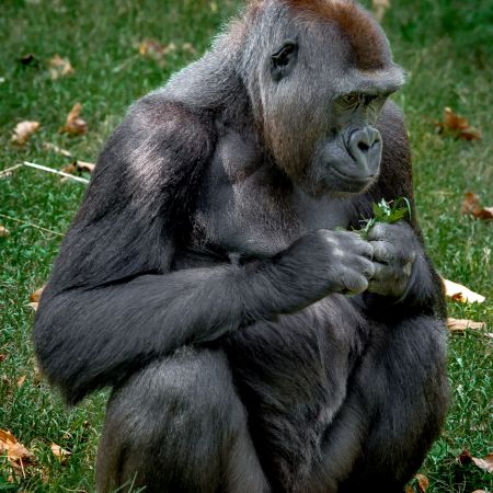 Gorilla holding cluster of greens at National Zoo in Washington D.C.