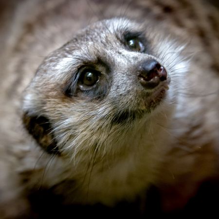 Meerkat at National Zoo of Washington, D.C.