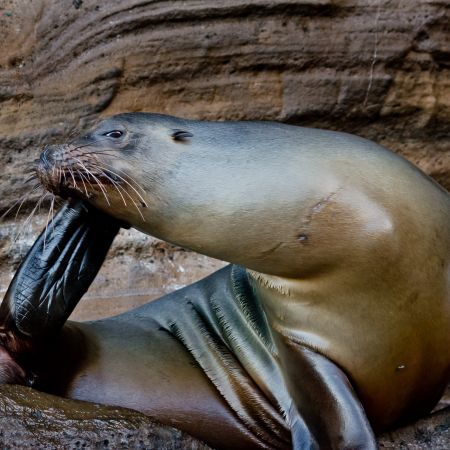 A Galapagos Sea Lion enjoying a scratch on the rocky banks of an island.