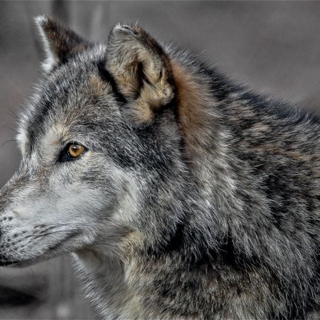 Speedwell grey wolf at Litiz Pennsylvania Wolf Sanctuary/