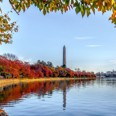 Cherry Trees in the Fall and Washington Monument on the Tidal Basin in Washington D.C.