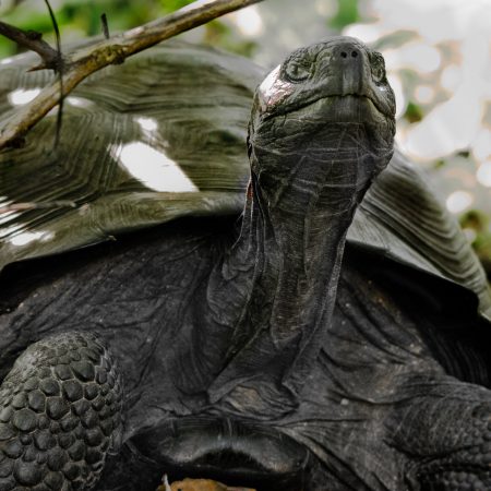 A Galapagos Tortoise in its natural habitat on an island.