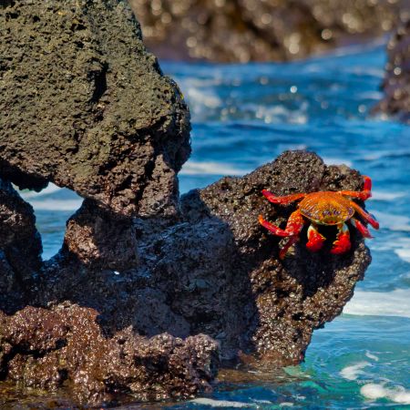 A Sally Lightfoot Crab clings to a lava formation on the Galapagos Islands.