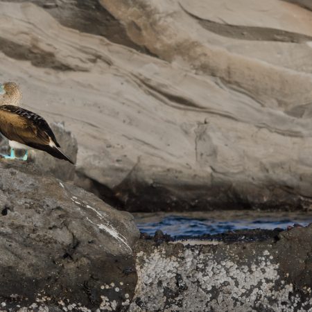 A Blue-Footed Booby perched on a rock in the Ecuadorian Galapagos Islands.