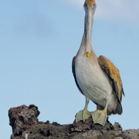 A white-footed booby on a rocky formation in the Galapagos Islands.