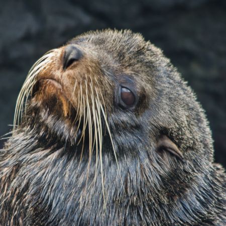 Galapagos Island fur seal.