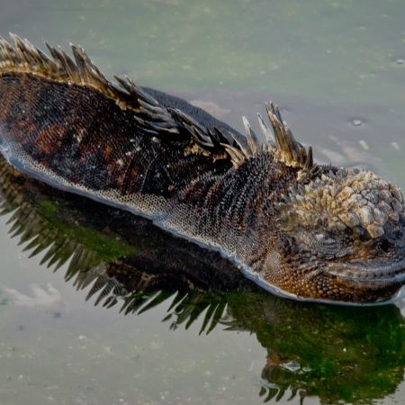 A Marine Iguana floating in a pool of water on a Galapagos Island.