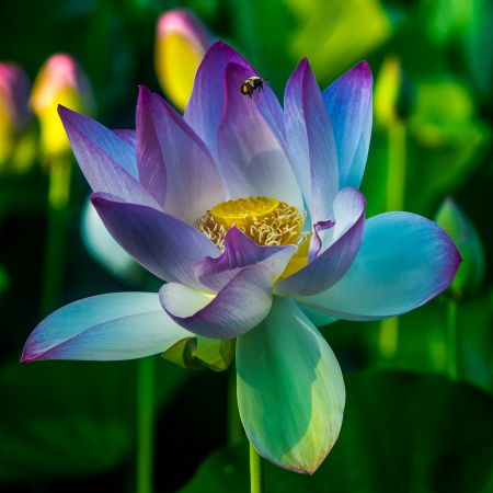 Lotus Flower and bee at Kennelworth Aquatic Park and Acquatic Gardens, Washington D.C.