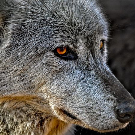 Speedwell Gray Wolf at Pennsylvania Wolf Sanctuary, Litiz.