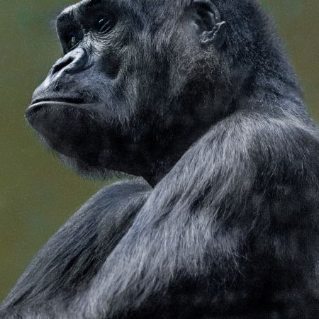 Gorilla at Washington D.C.'s National Zoo.